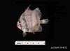 Juvenile Chaetodipterus faber - Atlantic Spadefish, SEAMAP collections